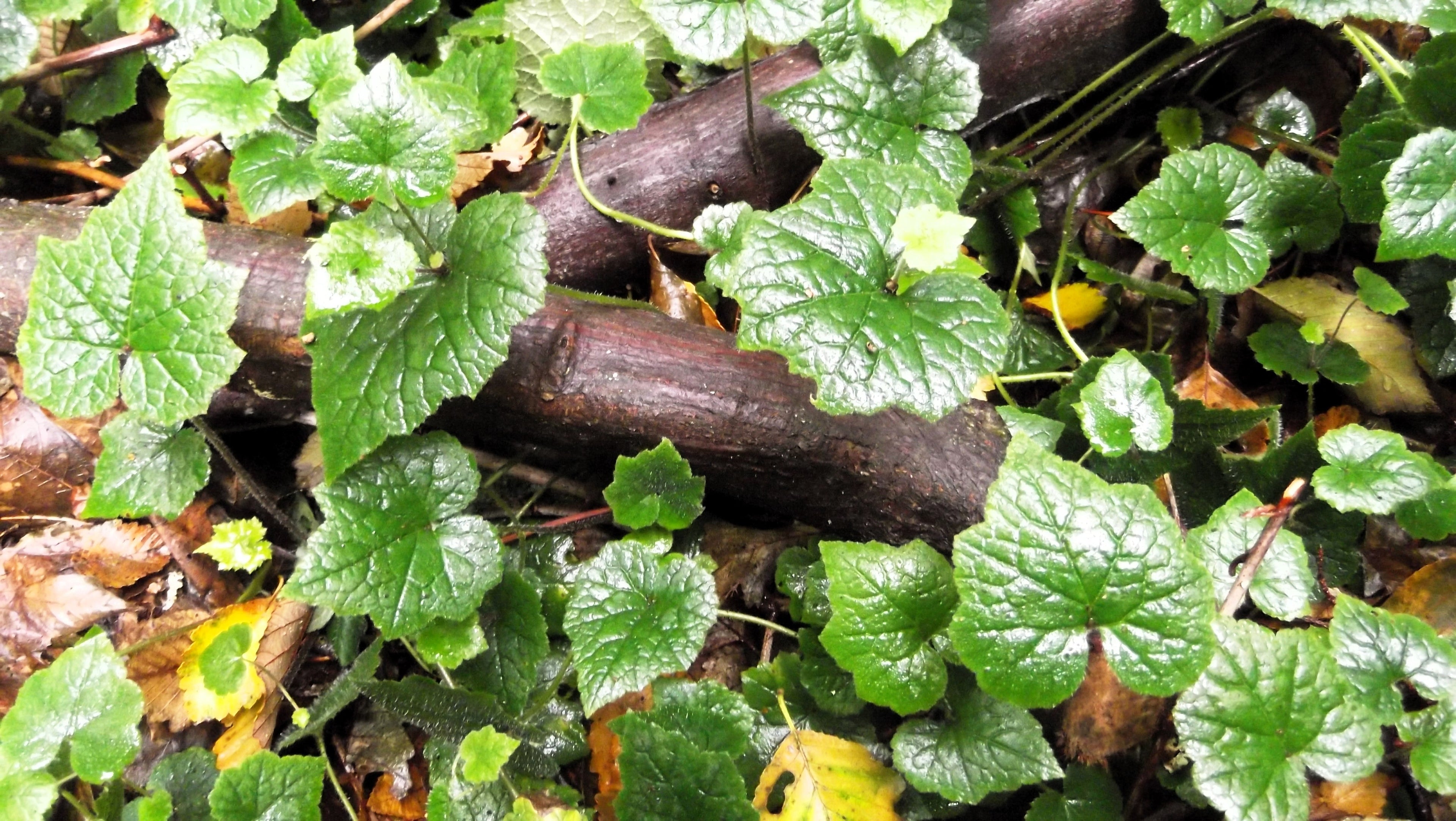 100 PIGGYBACK Plant YOUTH On AGE Tolmiea Thousand Mothers Menziesii Shade Flower Seeds