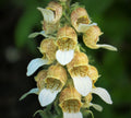 200 GRECIAN FOXGLOVE Wooly Digitalis Lanata Hummingbird White Yellow Purple Brown Flower Seeds