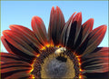 25 CHOCOLATE CHERRY SUNFLOWER Helianthus Annuus Red & Brown Flower Seeds