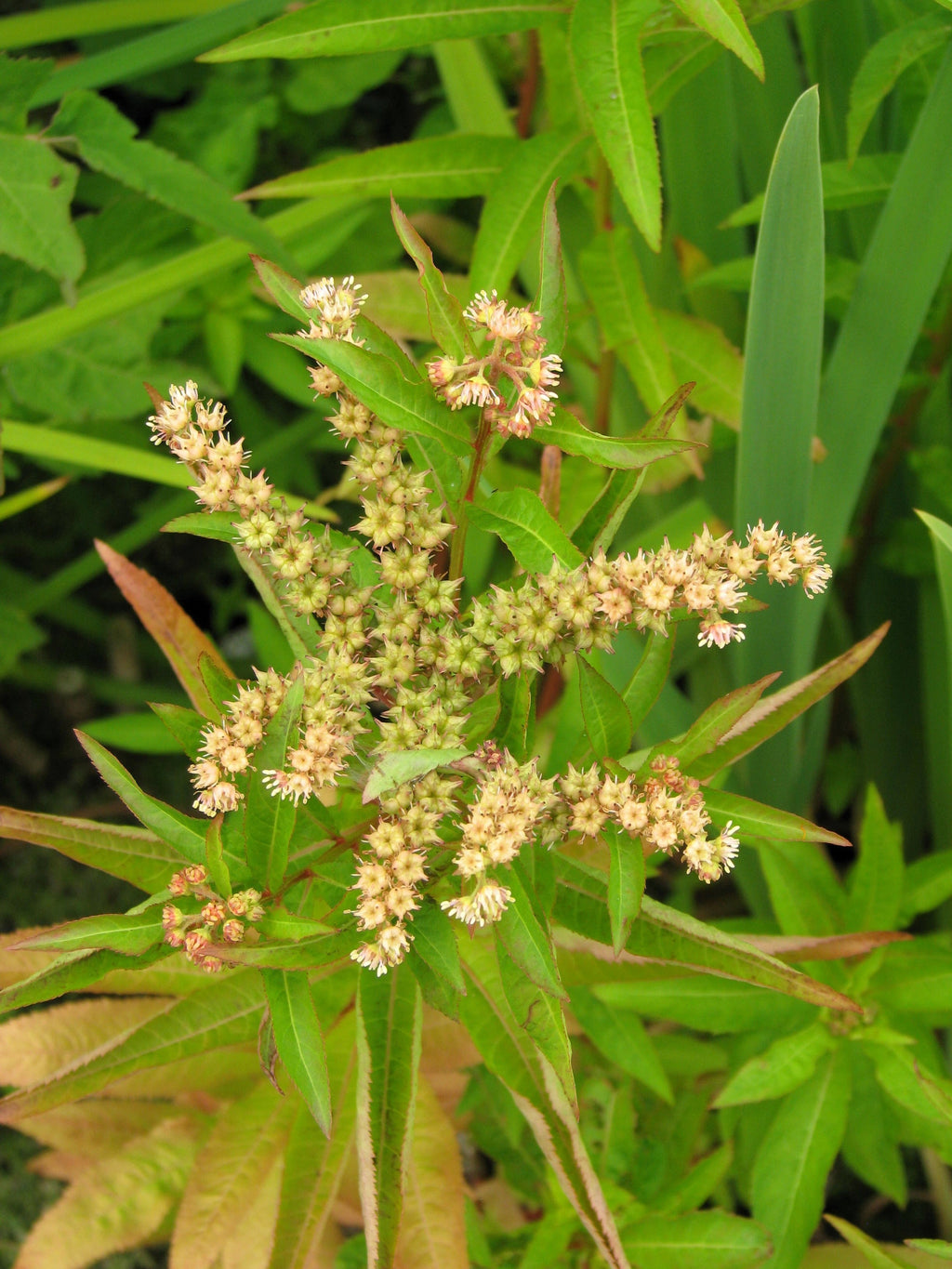 500 Virginia DITCH STONECROP SEDUM Penthorum Sedoides Star Fruit Flower Seeds