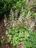 1200 Prairie Alumroot CORAL BELLS / HEUCHERA Richardsonii Shade Flower Seeds