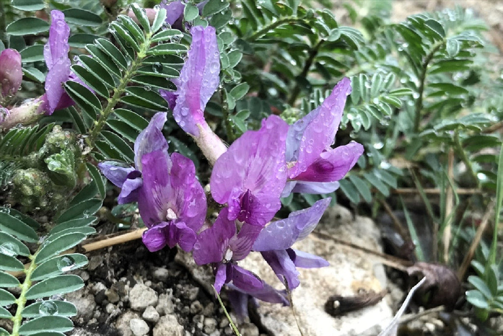 10 GROUND PLUM Flower Cover Ground Plum Milkvetch Astragalus Crassicarpus Seeds