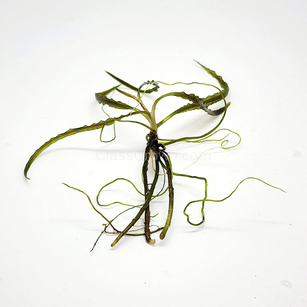 Cryptocoryne Retrospiralis