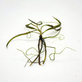 Cryptocoryne Retrospiralis
