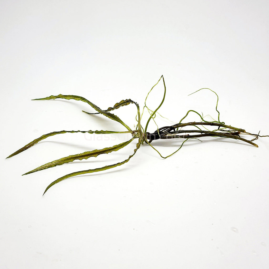 Cryptocoryne Retrospiralis