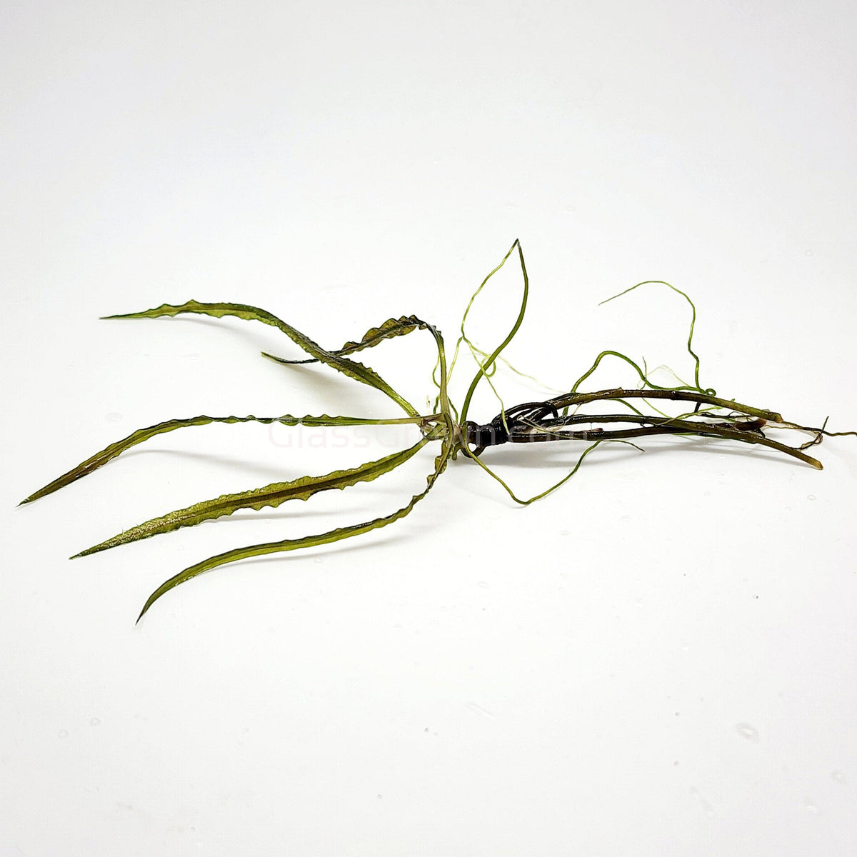Cryptocoryne Retrospiralis