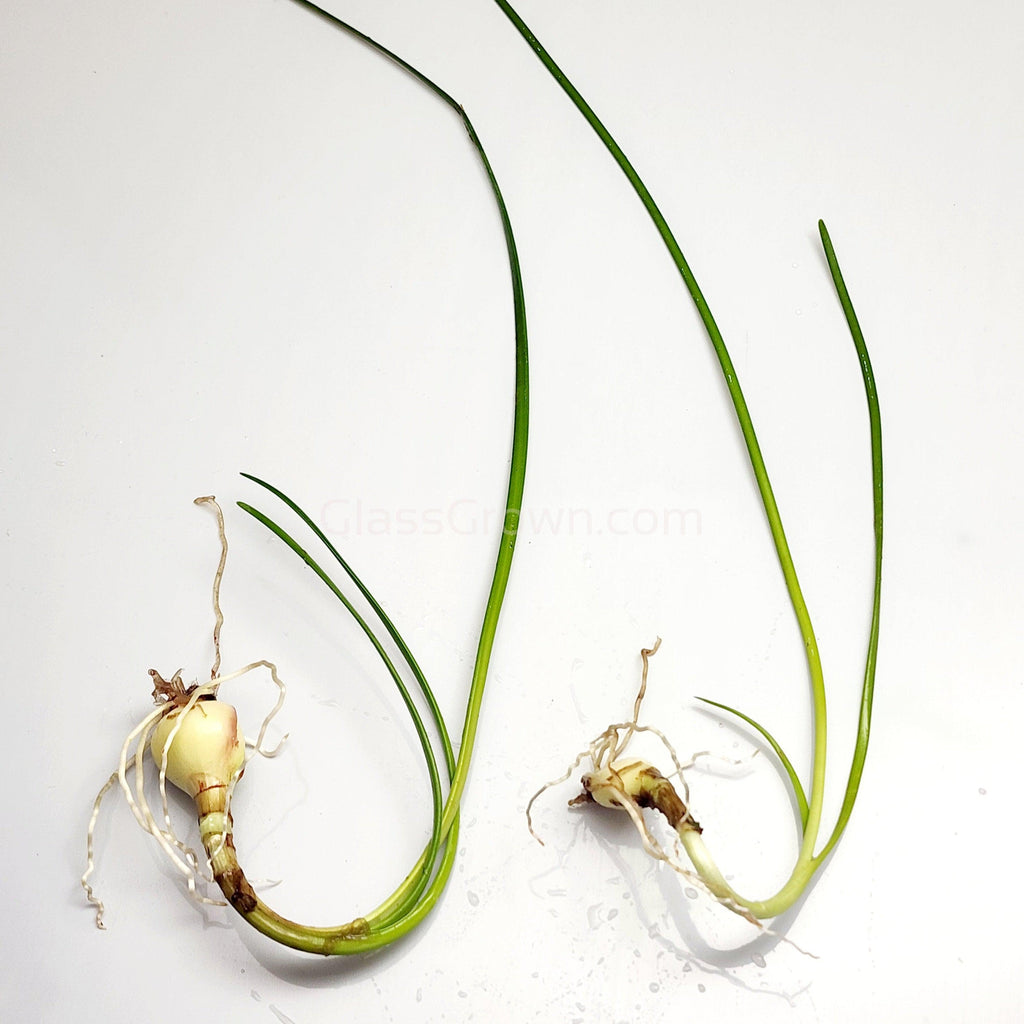 Dwarf Water Onion Bulb (3 pack)