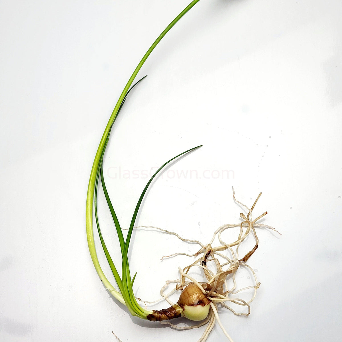 Dwarf Water Onion Bulb (3 pack)