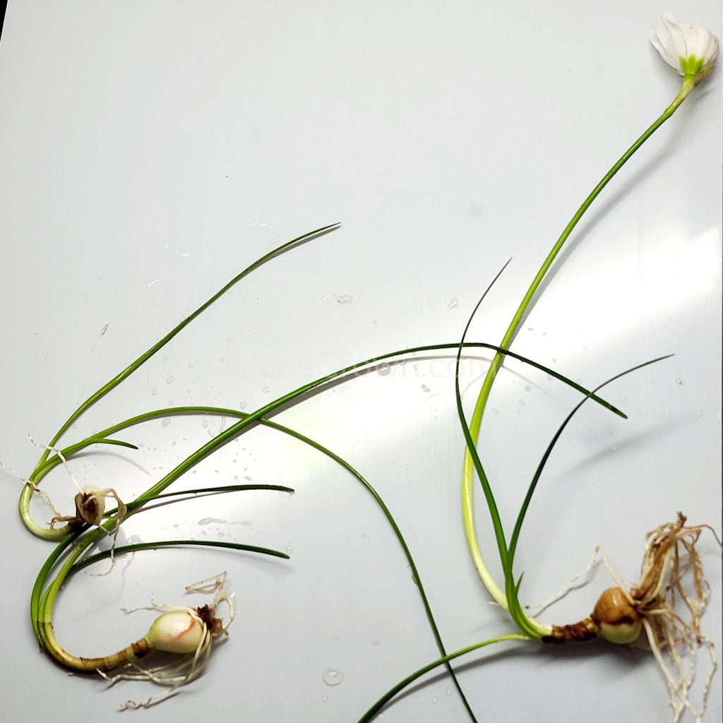 Dwarf Water Onion Bulb (3 pack)
