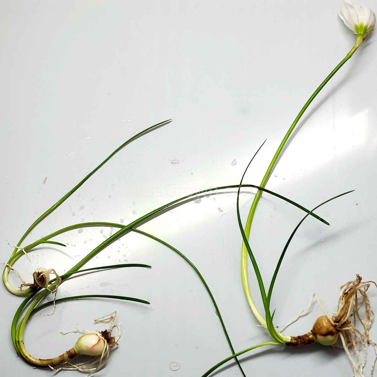 Dwarf Water Onion Bulb (3 pack)