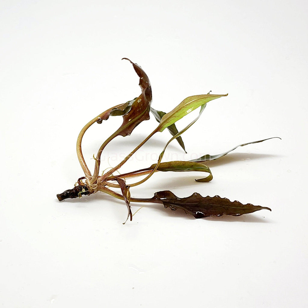 Cryptocoryne Undulata