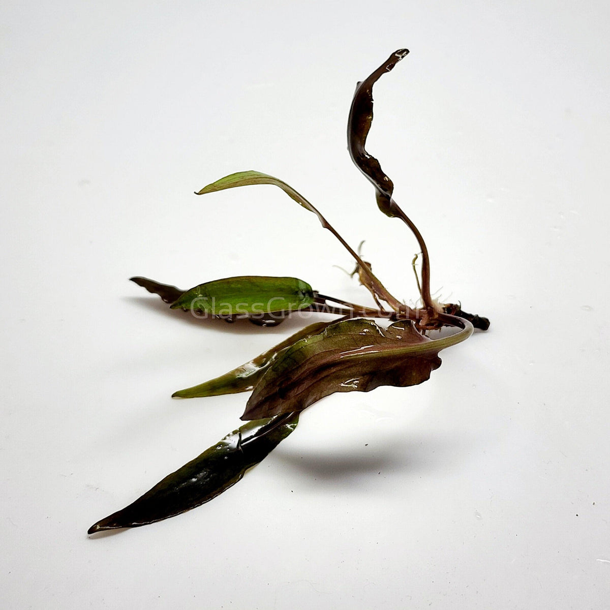 Cryptocoryne Undulata