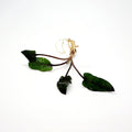 Cryptocoryne Wendtii