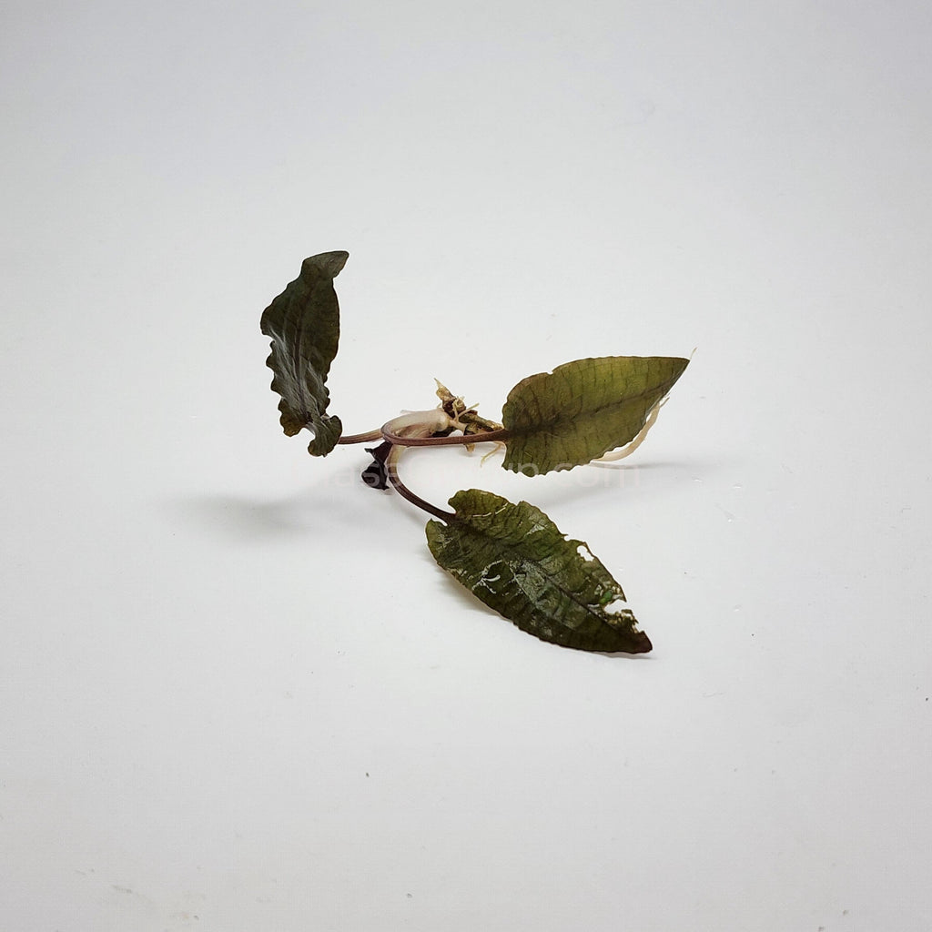 Cryptocoryne Wendtii