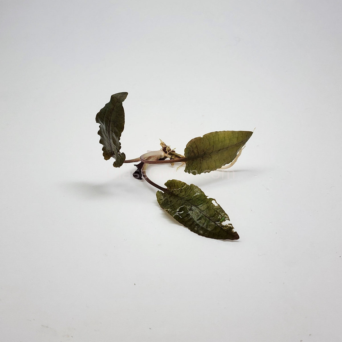 Cryptocoryne Wendtii