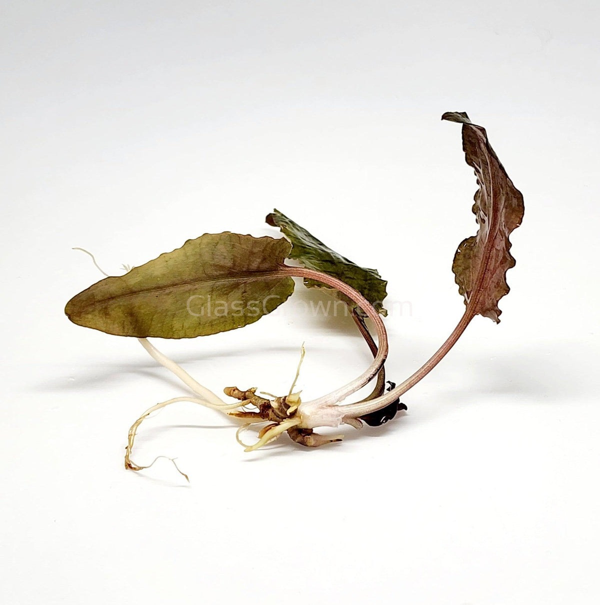 Cryptocoryne Wendtii