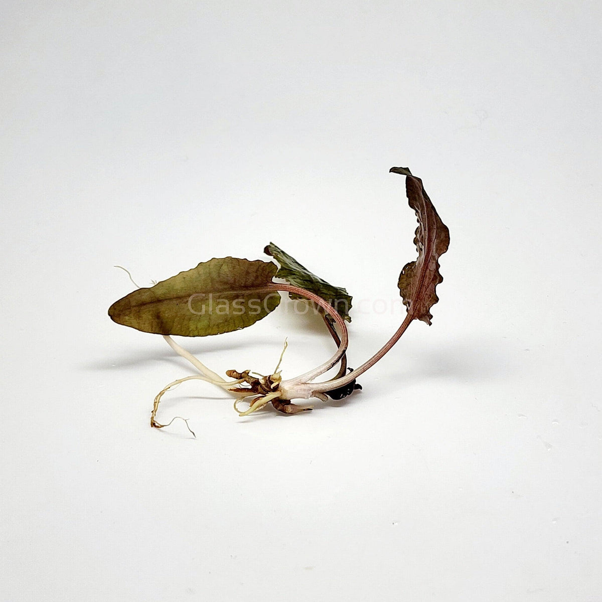 Cryptocoryne Wendtii