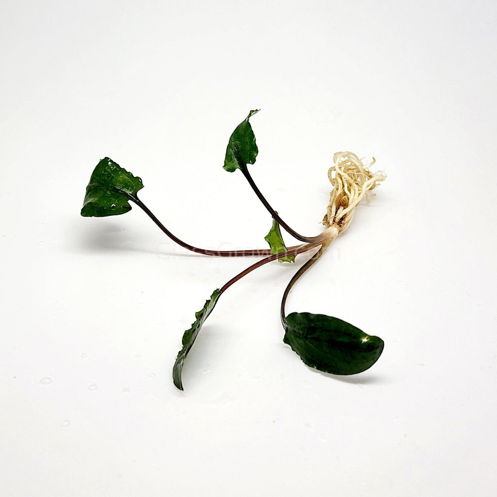Cryptocoryne Wendtii