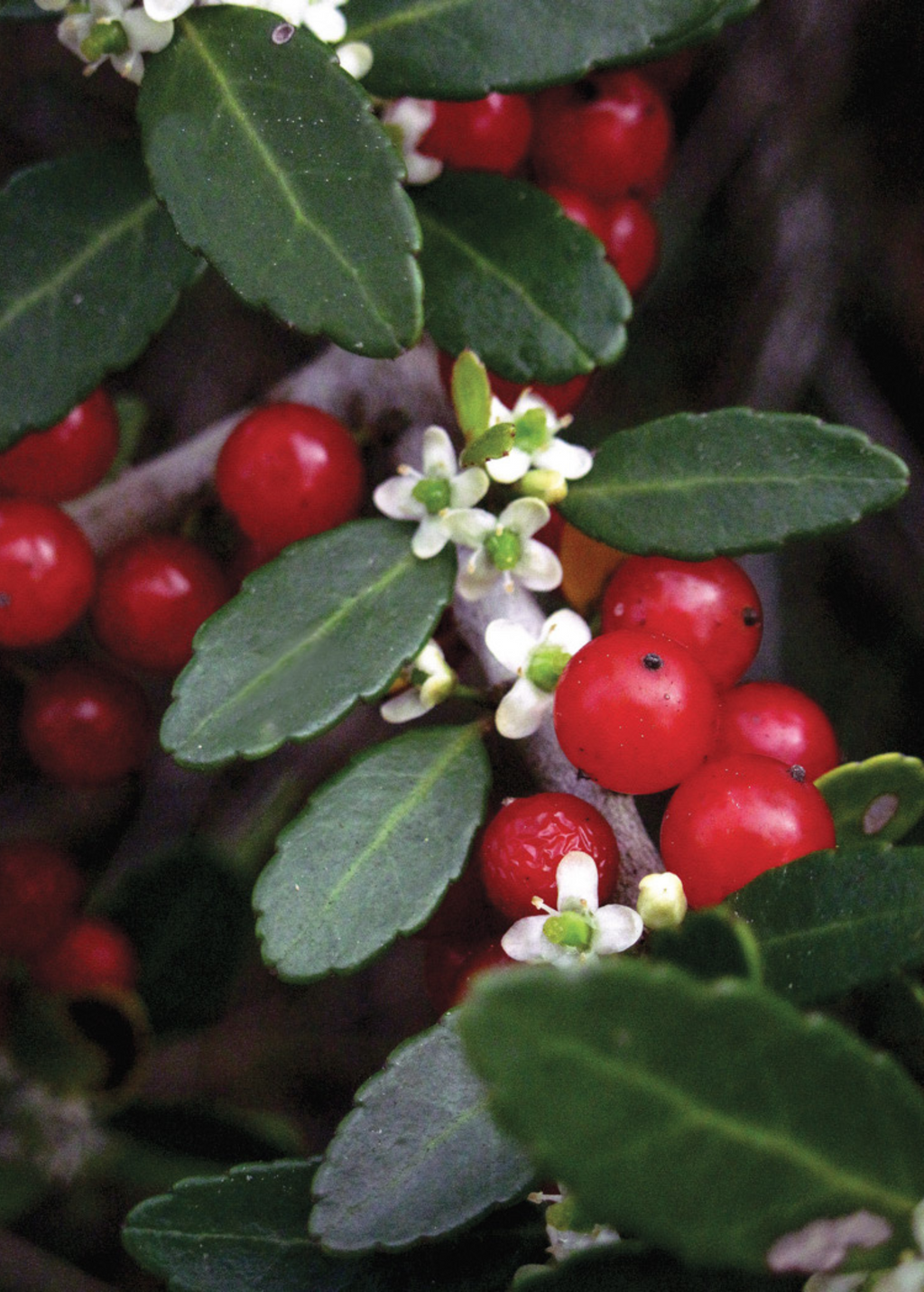 Florida Native Tea Duo: Yaupon Holly + Florida Native Tea Bush