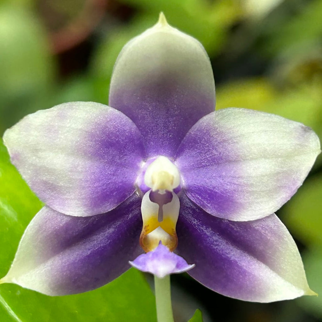 Phalaenopsis (Penang Jewel X (Yaphon Super Jaguar x Samera))"極品" X Phal. (Jennifer Palermo X Chien Lung Red King) "BK#2"