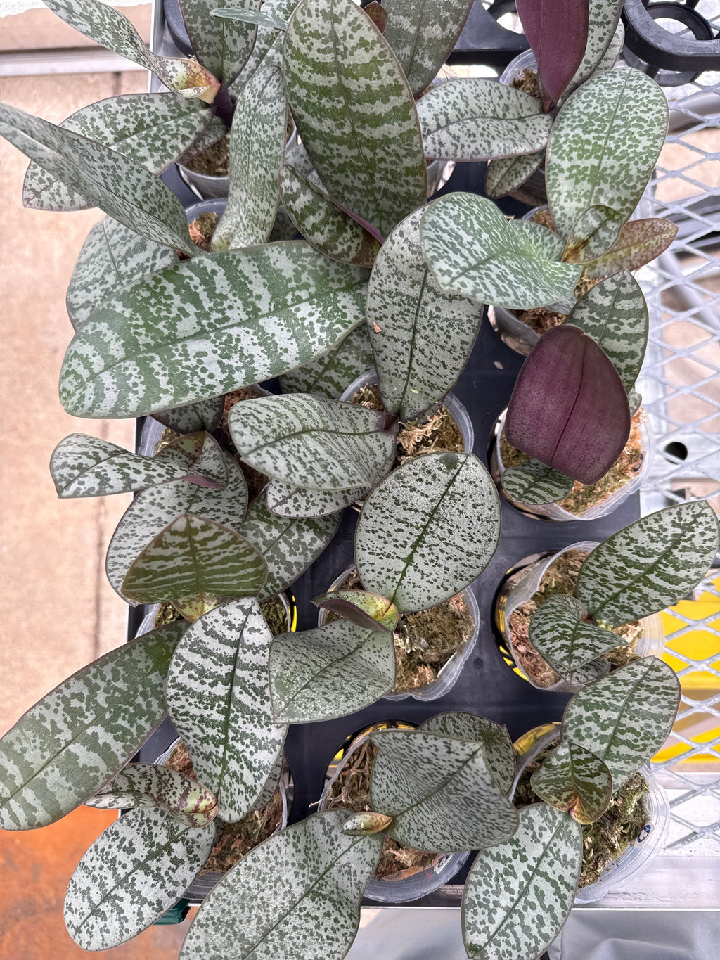Phalaenopsis (schilleriana ‘银狐’ x stuartiana ‘白翎’)