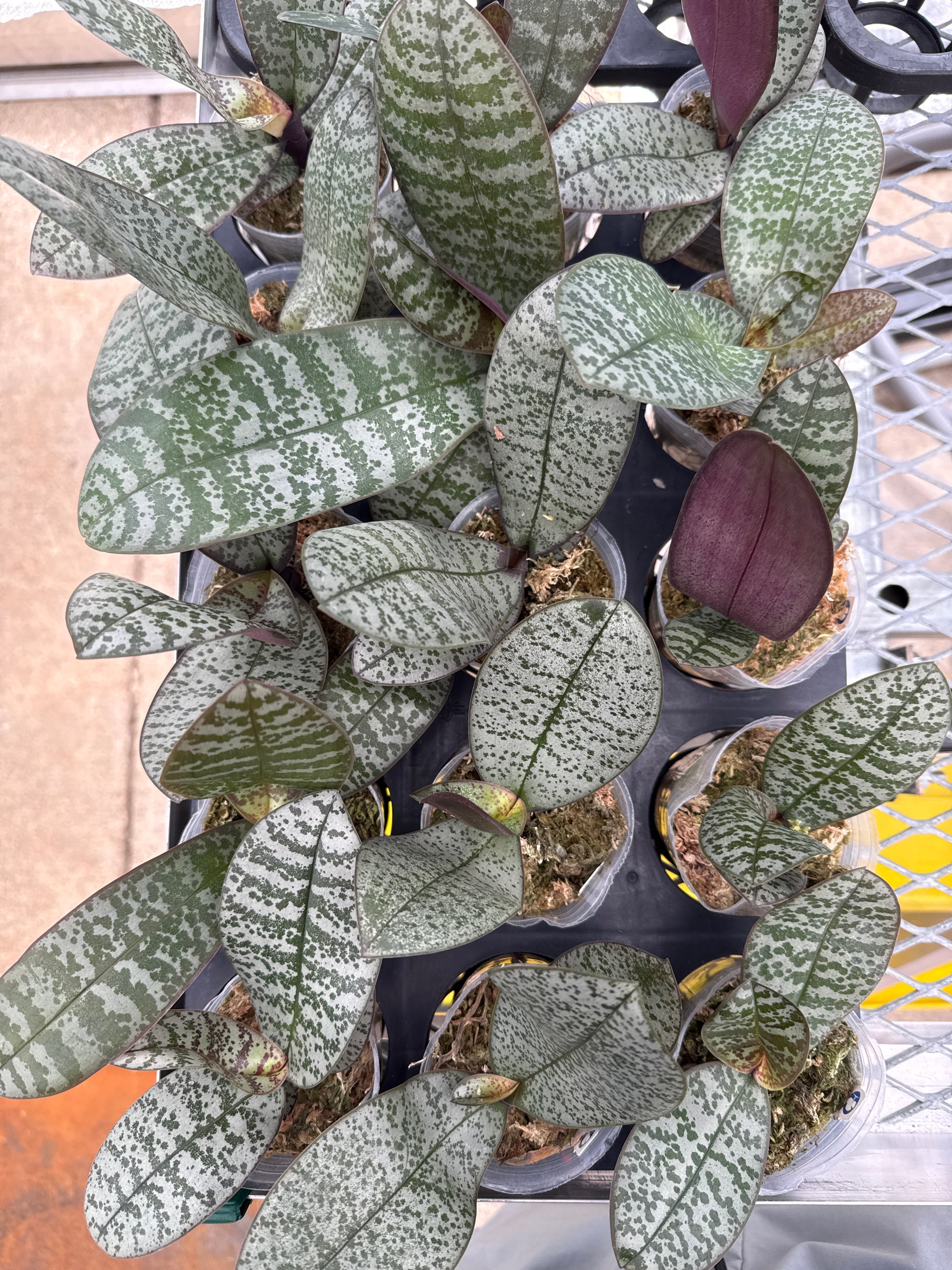 Phalaenopsis (schilleriana ‘银狐’ x stuartiana ‘白翎’)