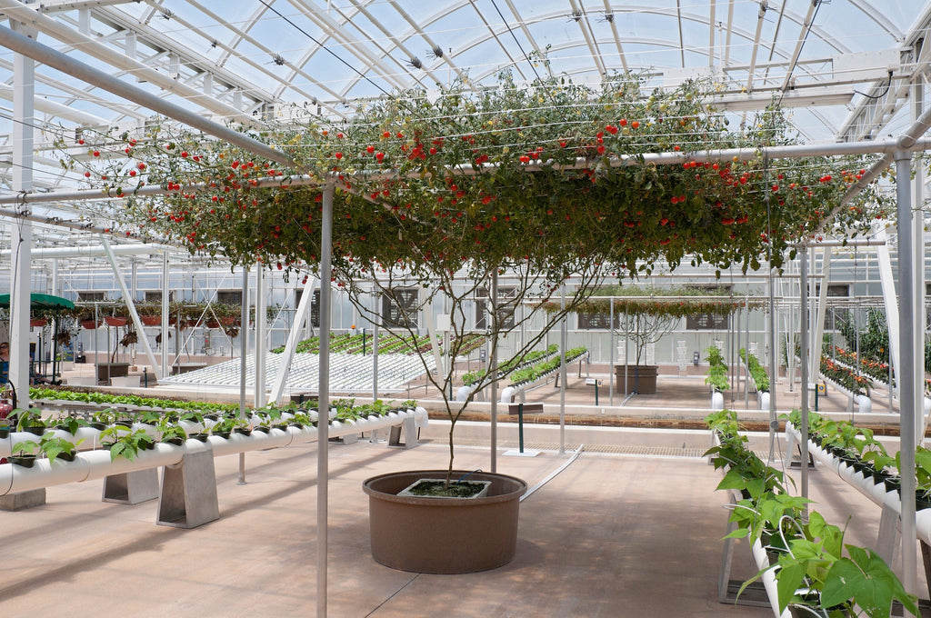 1 Oz Bulk ITALIAN TREE TOMATO 'Trip L Crop' Seeds - 1 Ounce = Approx 9500 Seeds