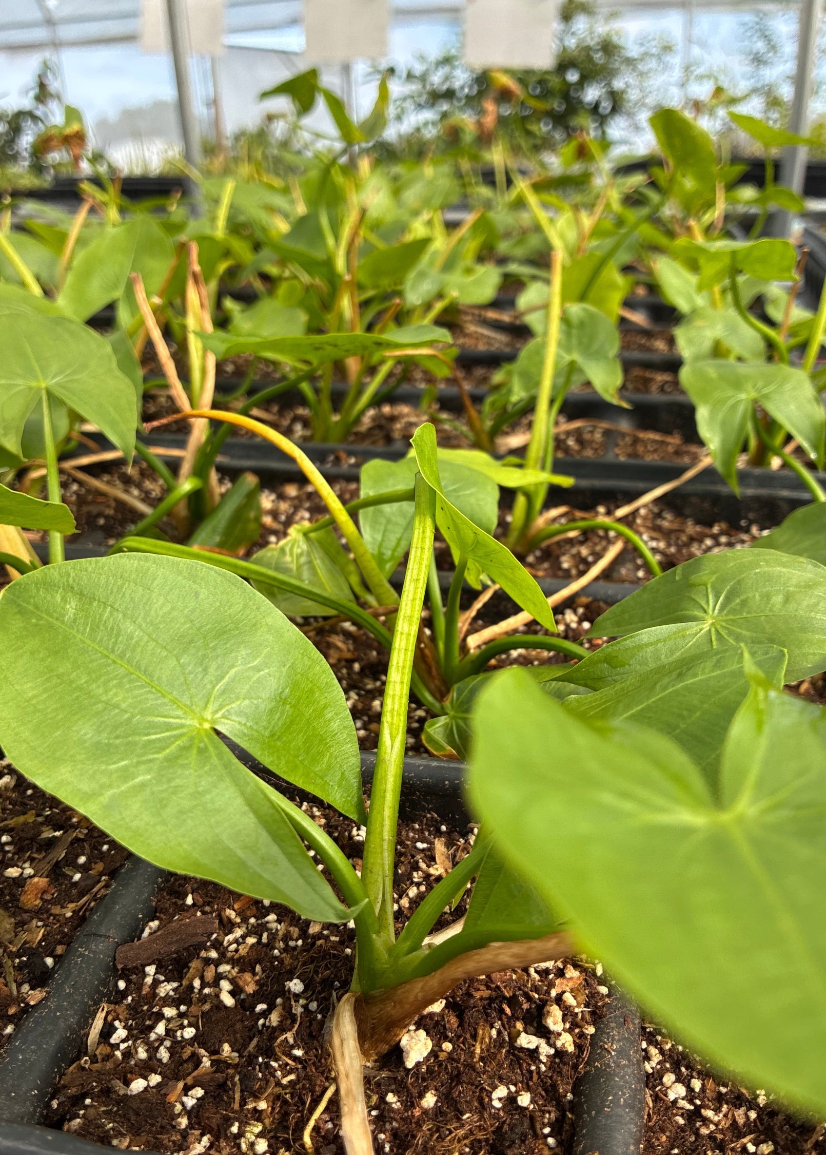 Duck Potato (Sagittaria latifolia)