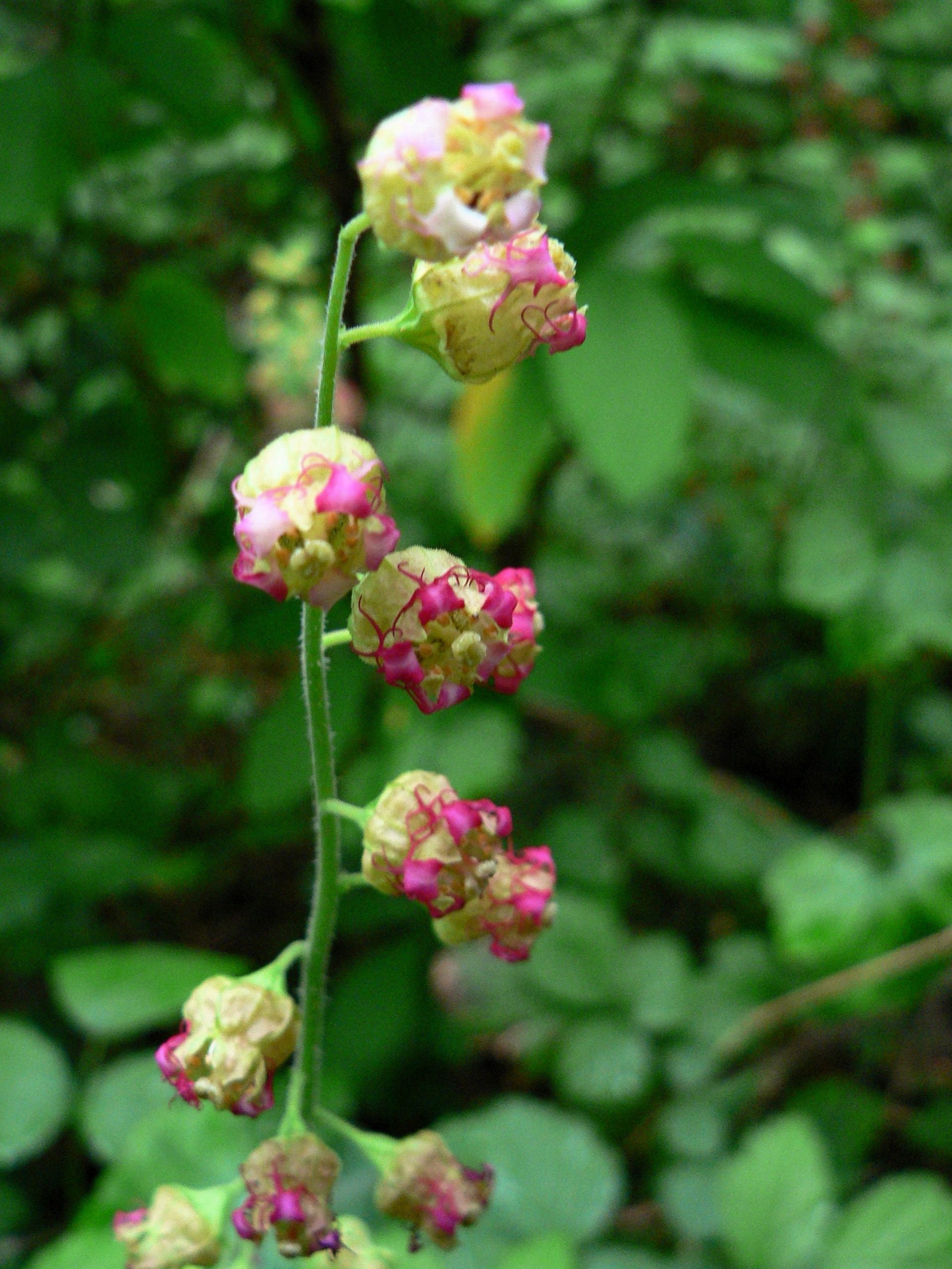 25 FRINGECUP Tellima Grandiflora Odorata Bigflower Fringe Cup Pink Flower Seeds
