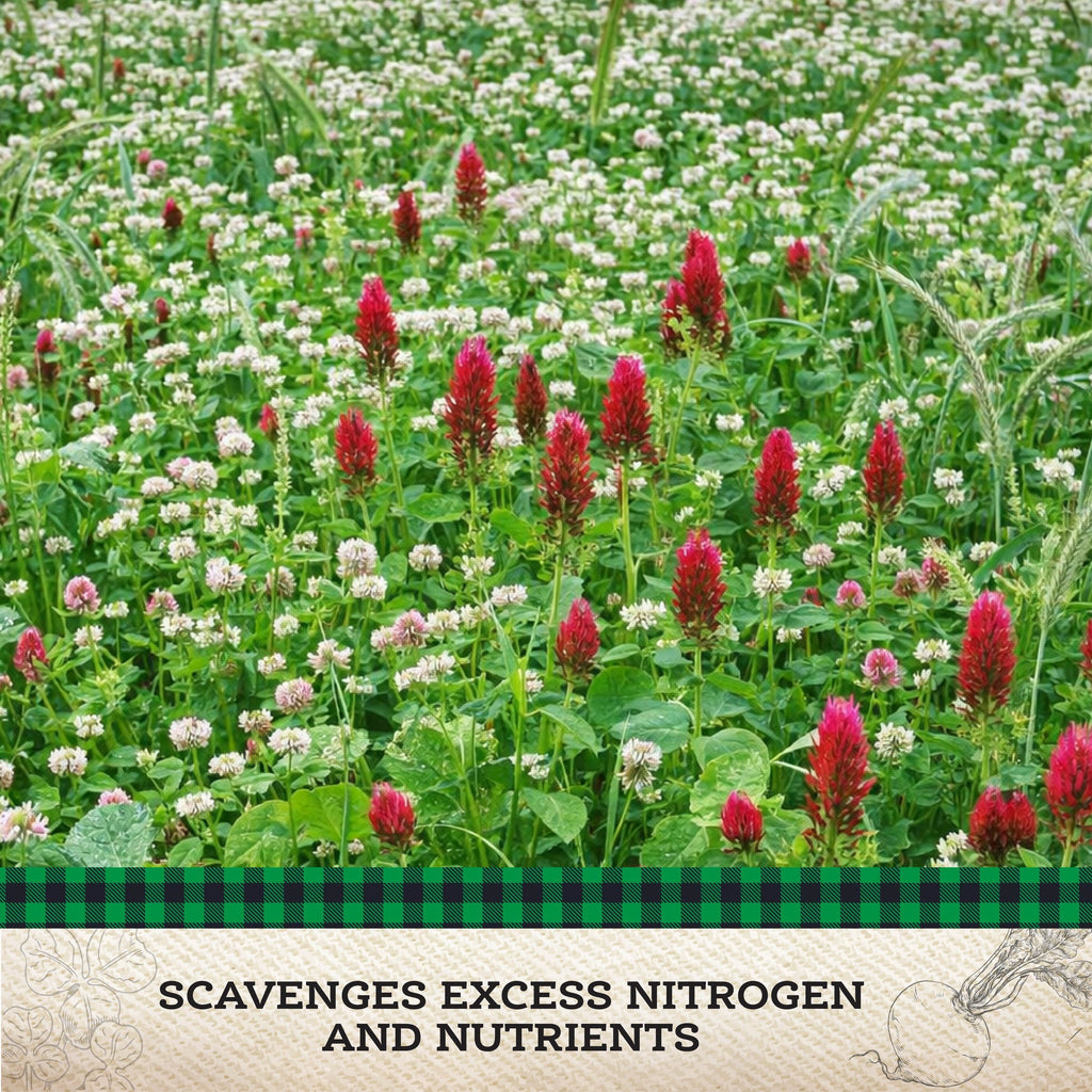 Scavenger Cover Crop Mix – 10 lb. - Covers 9000–12,000 sq ft (0.21–0.28 acres)