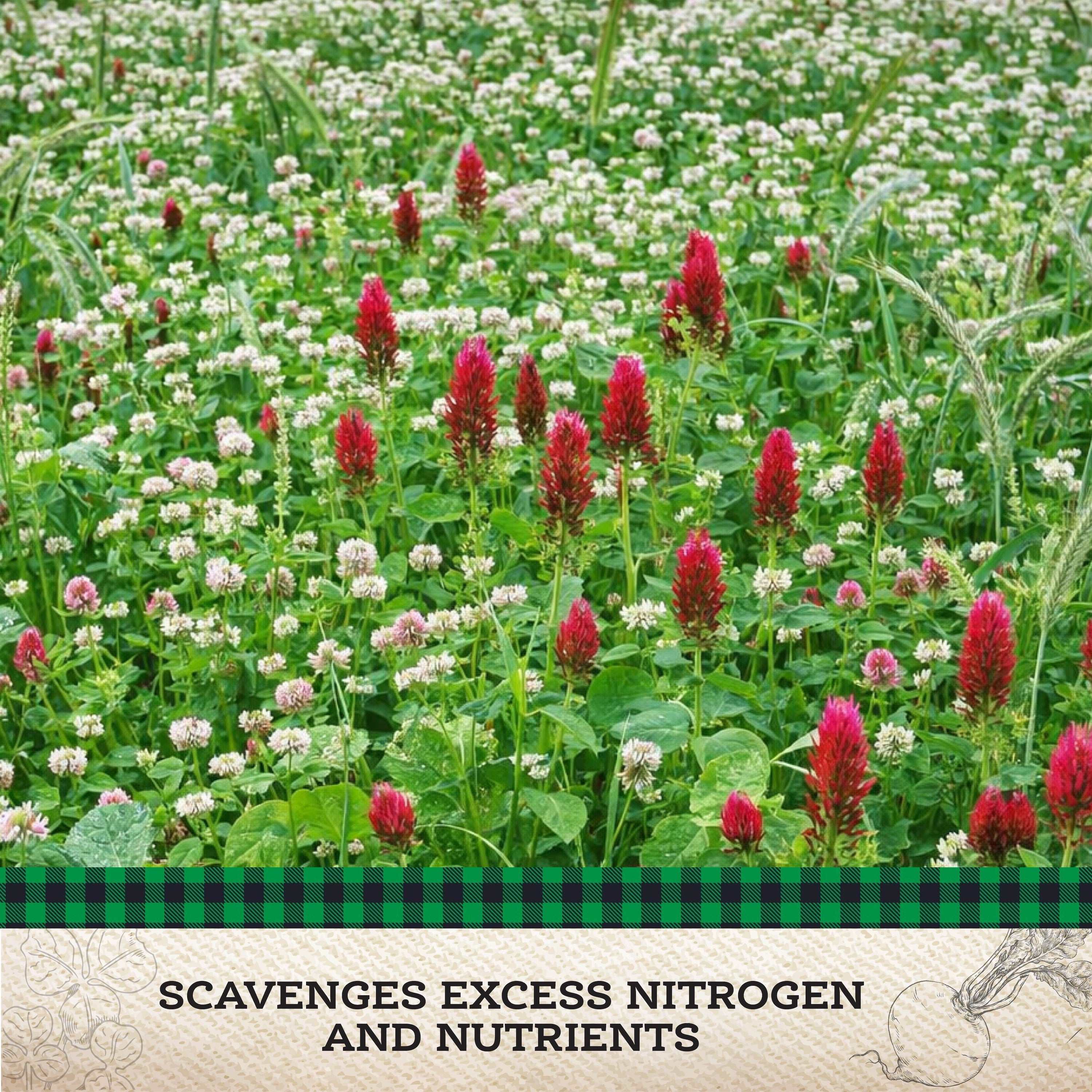Scavenger Cover Crop Mix – 10 lb. - Covers 9000–12,000 sq ft (0.21–0.28 acres)