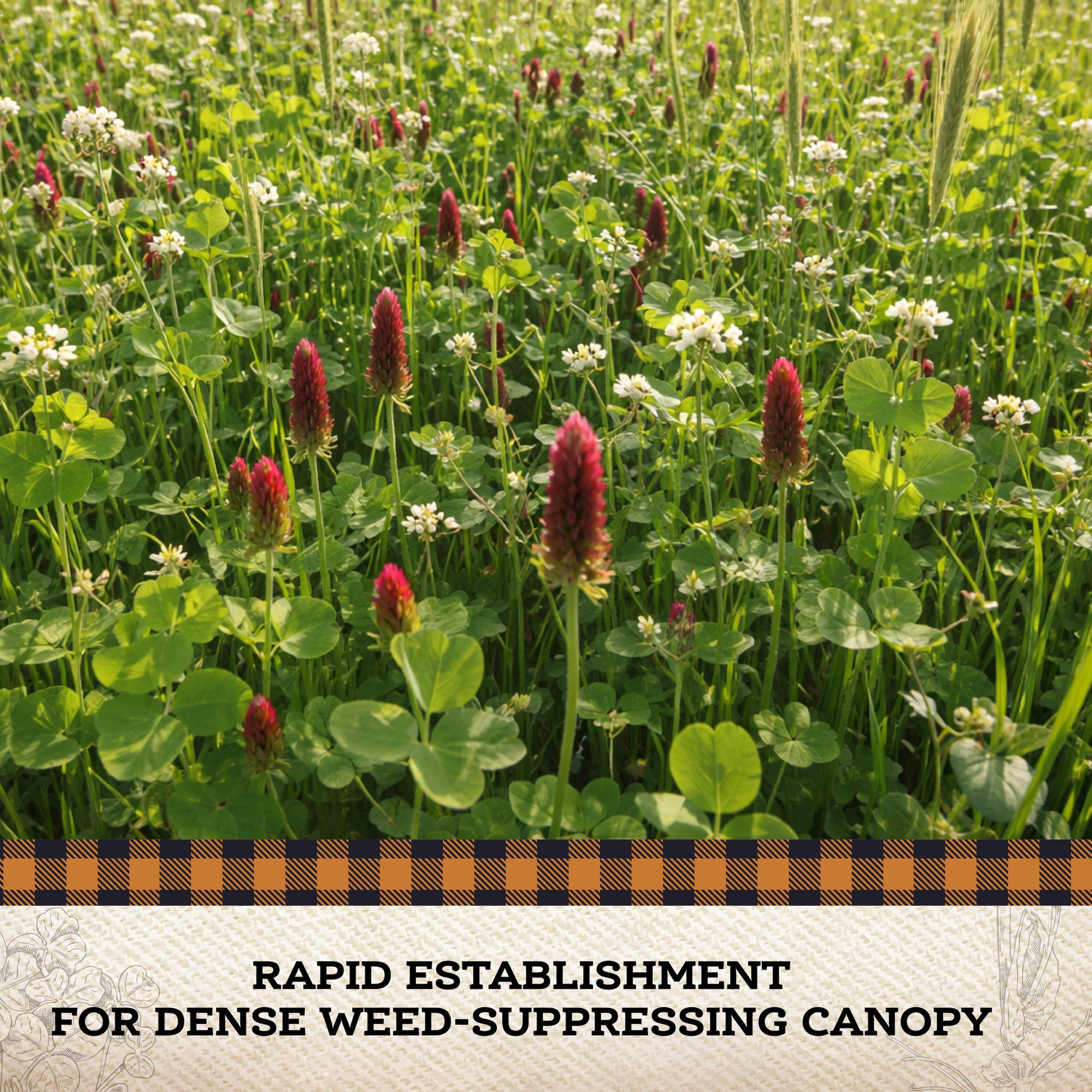 Weed Suppressor Cover Crop Mix