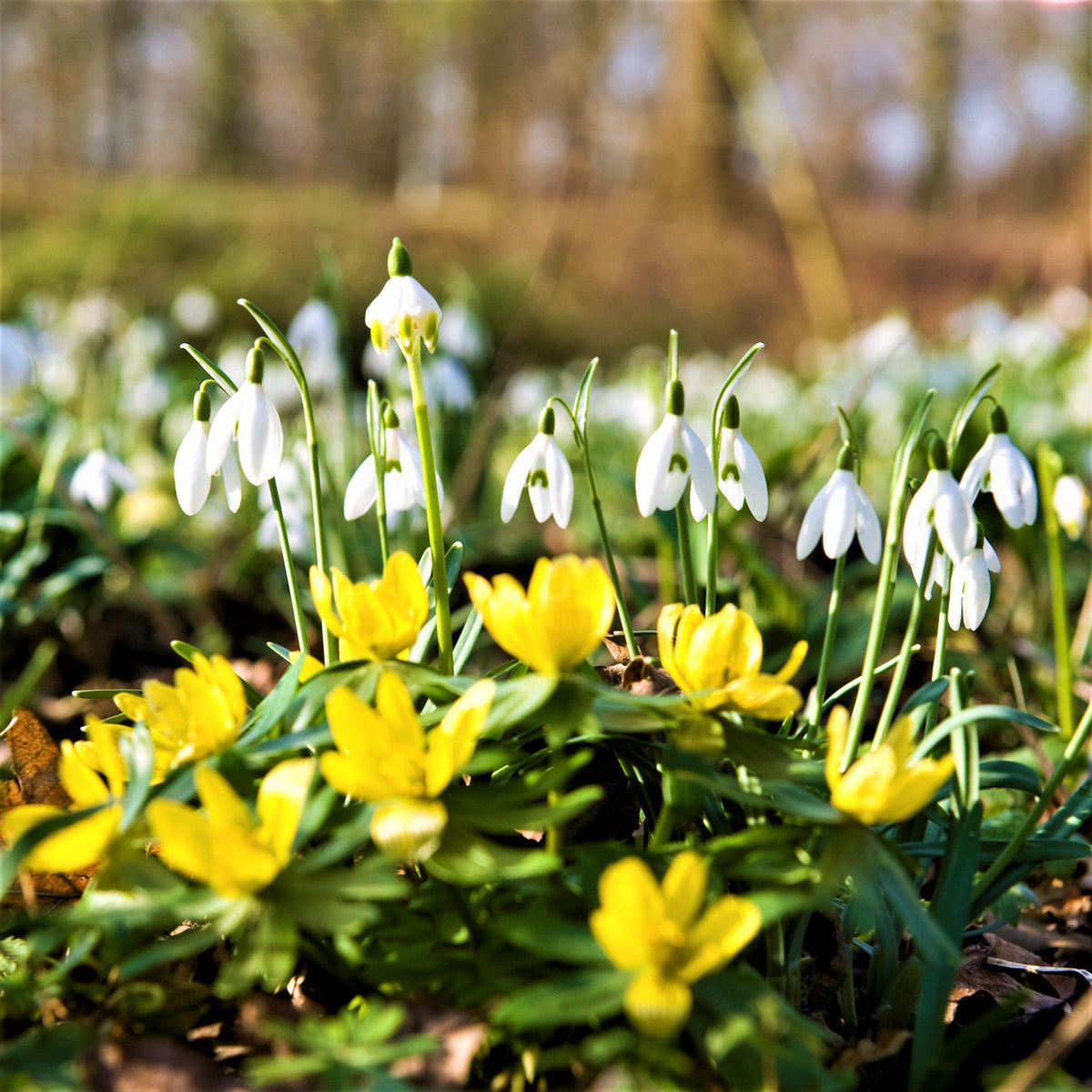 Eranthis & Galanthus - Winter's End Blend