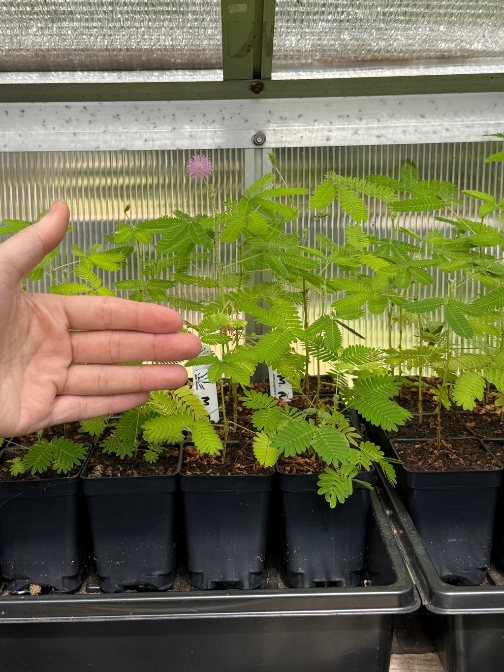 Mimosa pudica "Sensitive Plant"
