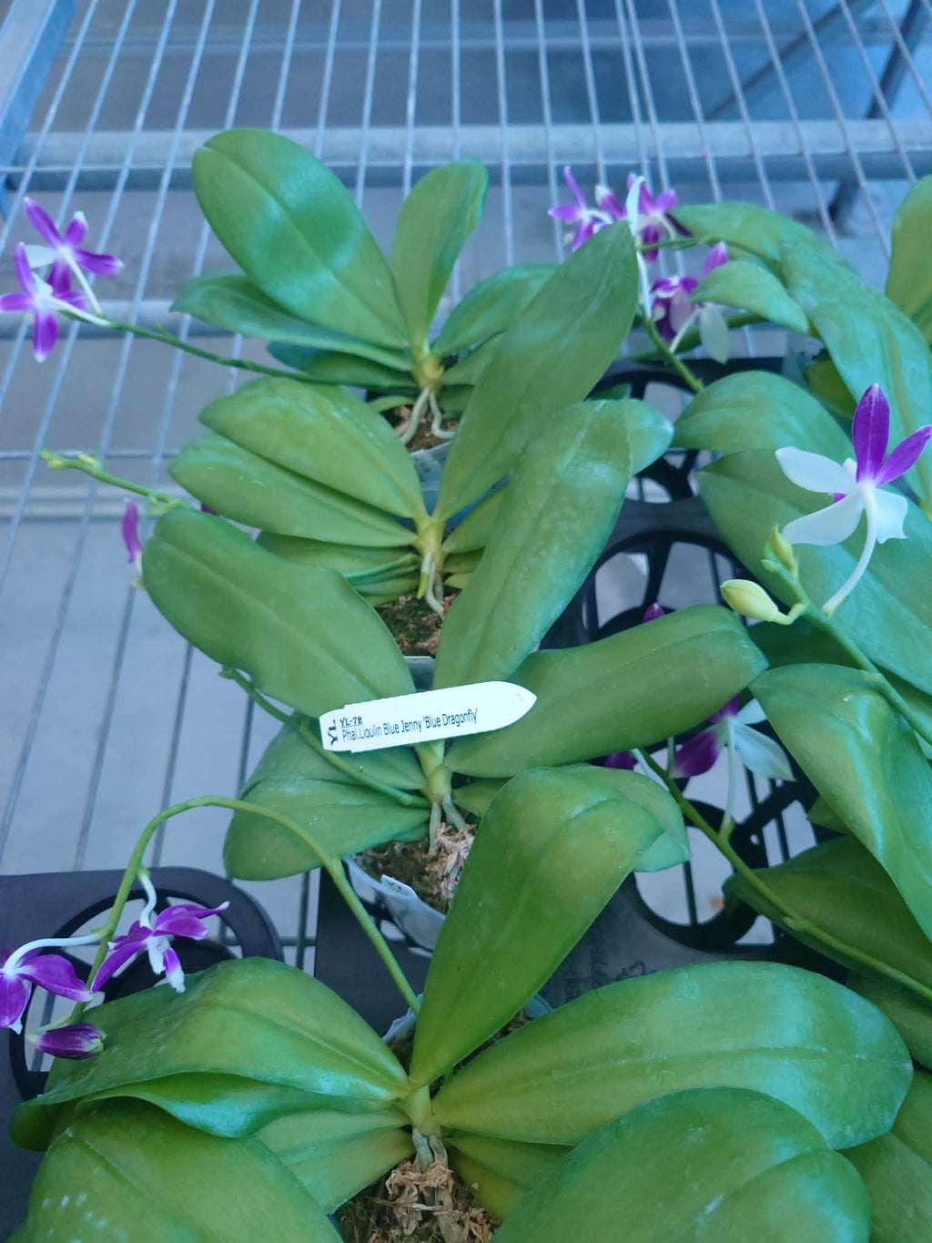 Phalaenopsis Lioulin Blue Jenny ‘Blue Dragonfly’