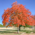 Live Chinese Pistache Tree (Pistacia chinensis) Bareroot 18-Inch Tall Ornamental Fall Foliage Drought-Tolerant