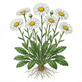 CHRYSANTHEMUM Seeds, Shasta Daisy