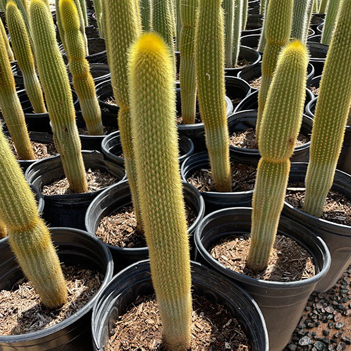 Golden Torch Cactus