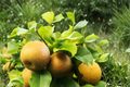 Live Shinko Asian Pear Tree 8–9 ft Deciduous Fruit Tree Pyrus pyrifolia for Garden & Orchard