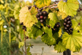 Grape Vine Plant 1 Gal Hybrid Vitis Siebel 9110 for Vineyard & Garden, Hardy Fruit Climbing Vine