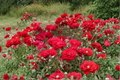 Red Flowering Quince ‘Iwai Nishiki’ Live Plant – 1 Gallon Chaenomeles speciosa Shrub for Early Spring Garden