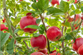 Ambrosia Apple Tree 4-6 ft Live Fruit Tree, Red and Yellow Apples, Malus domestica, Outdoor Garden Orchard Plant
