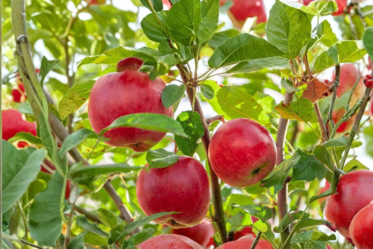 Ambrosia Apple Tree 4-6 ft Live Fruit Tree, Red and Yellow Apples, Malus domestica, Outdoor Garden Orchard Plant