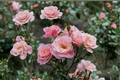 Queen Elizabeth Grandiflora Rose 2 Gal Live Pink Blooming Bush Tall Garden Shrub Outdoor Rose Plant
