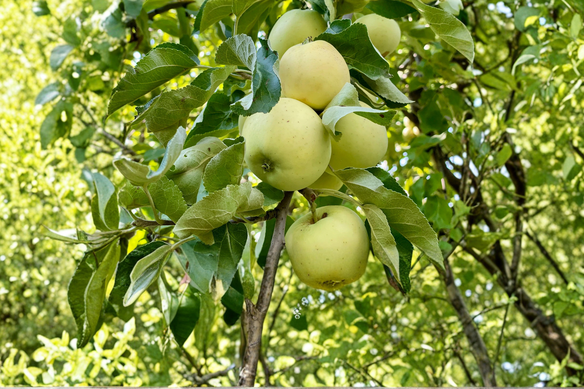 Ein Shemer Apple Tree 4-6 ft Live Fruit Tree Malus domestica for Home Orchard Garden Outdoor