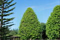 East Palatka Holly Shrub 3 Gal Live Plant Evergreen Hedge with Red Berries Ilex × attenuata Outdoor Landscape Tree