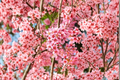 Okame Flowering Cherry Tree Live Plant 4-6 ft Pink Bloom Ornamental Tree Prunus incam for Garden Landscape