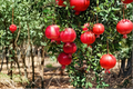 Wonderful Pomegranate Tree Live Plant – 4-6 ft Fruit Tree Punica granatum for Home Garden & Orchard