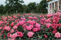 Pink Double Knock Out Rose Live Plant – 3 Gallon Flowering Shrub for Garden Borders & Landscape - Rosa spp.