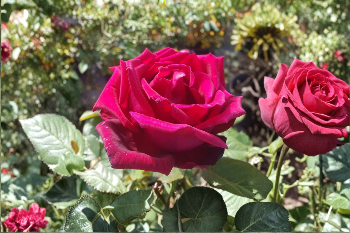 Proud Land Red Hybrid Tea Rose Bush – 2 Gal Live Plant for Garden Landscape, Ornamental Flowering Bush